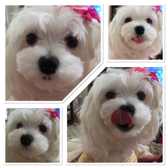 Maltese Handbags - 🌹🐾MEET ZARA, MY POSH ASSISTANT🐾🌹